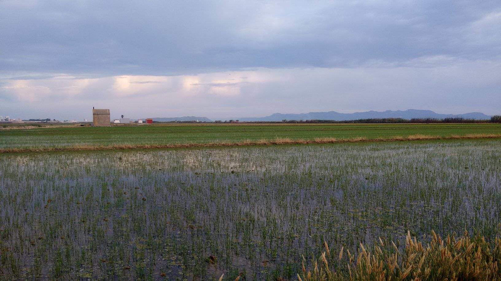 Campos de arroz inundados en primavera - Albufera de Valencia