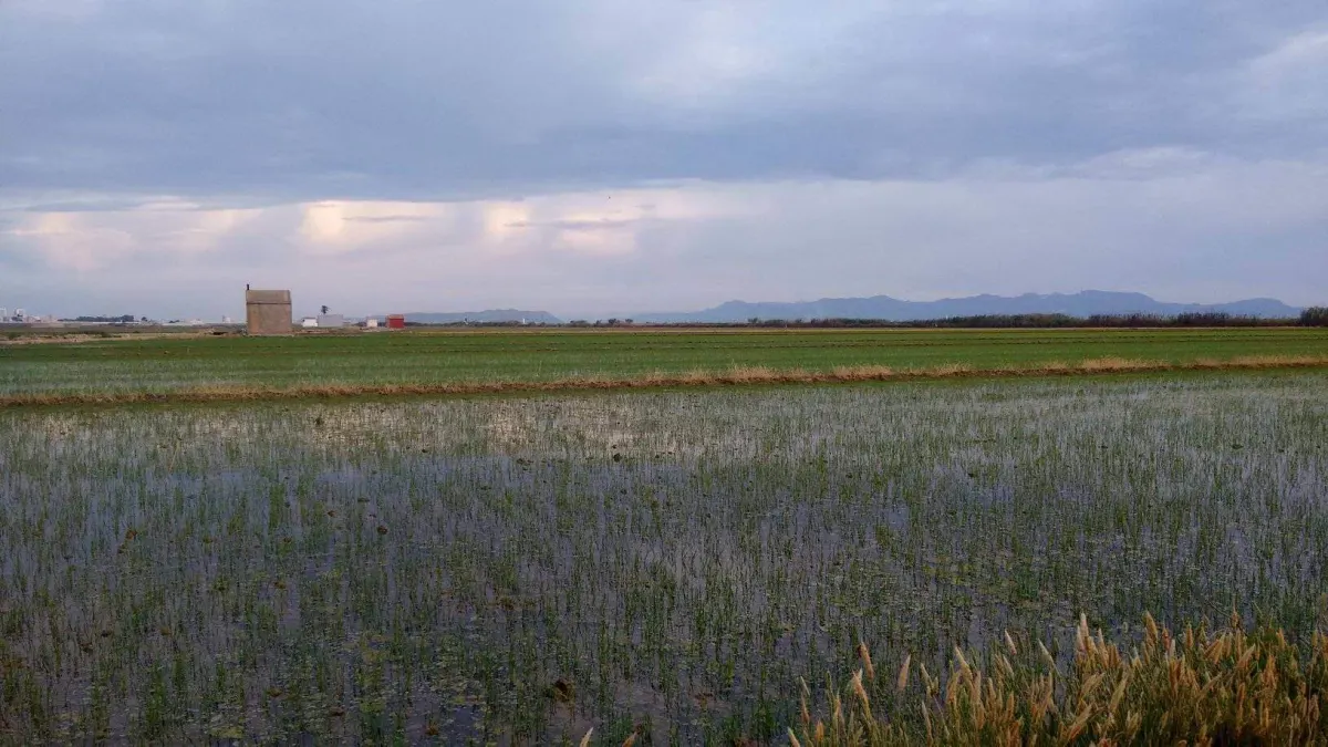 Arrozal inundado de la Albufera con montañas al fondo