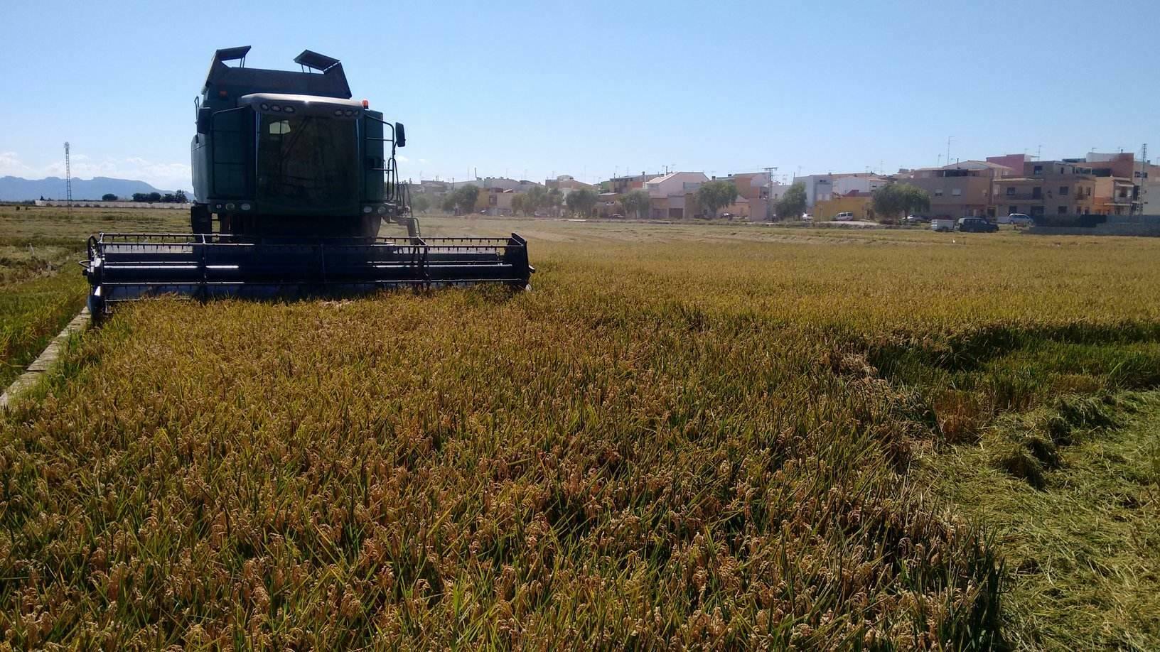 Cosecha del arroz en la Albufera de Valencia