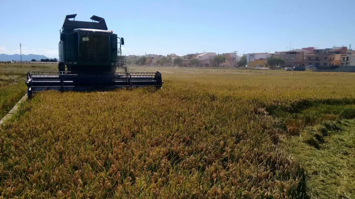 Cosechadora recogiendo arroz en un campo de la Albufera