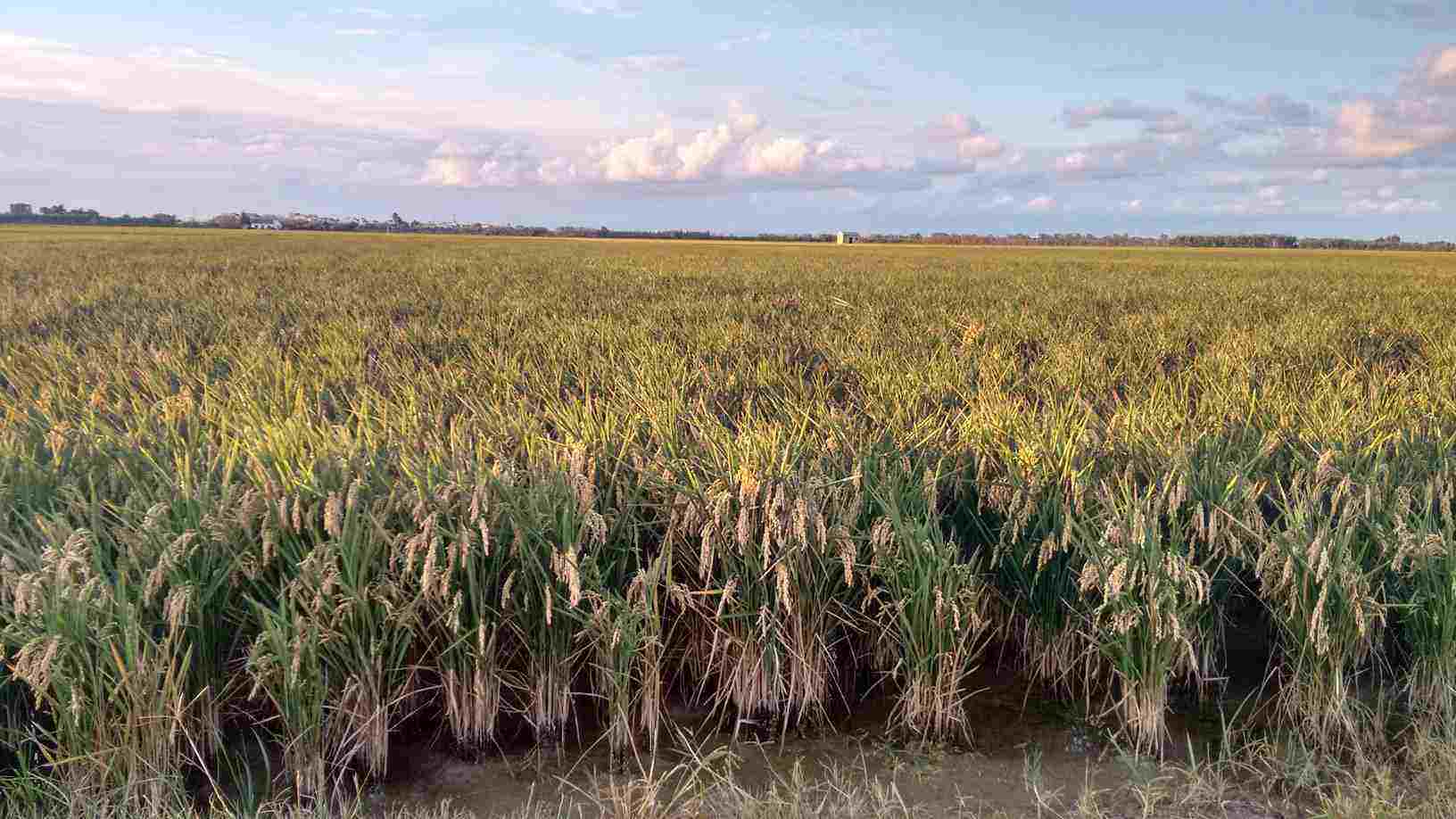 Cultivo del arroz en verano en la Albufera de Valencia