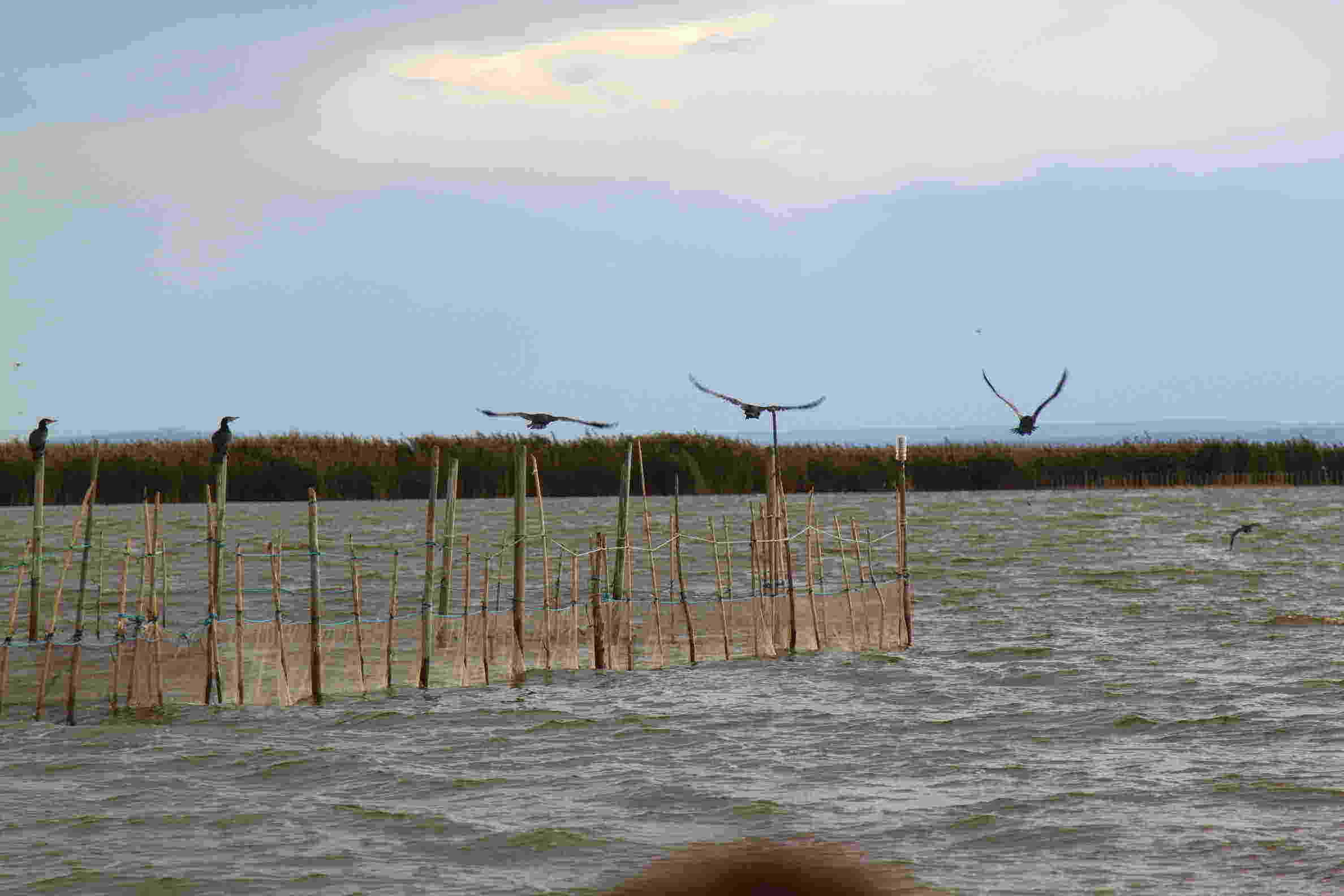 Paseo en barca por los arrozales de la Albufera de Valencia