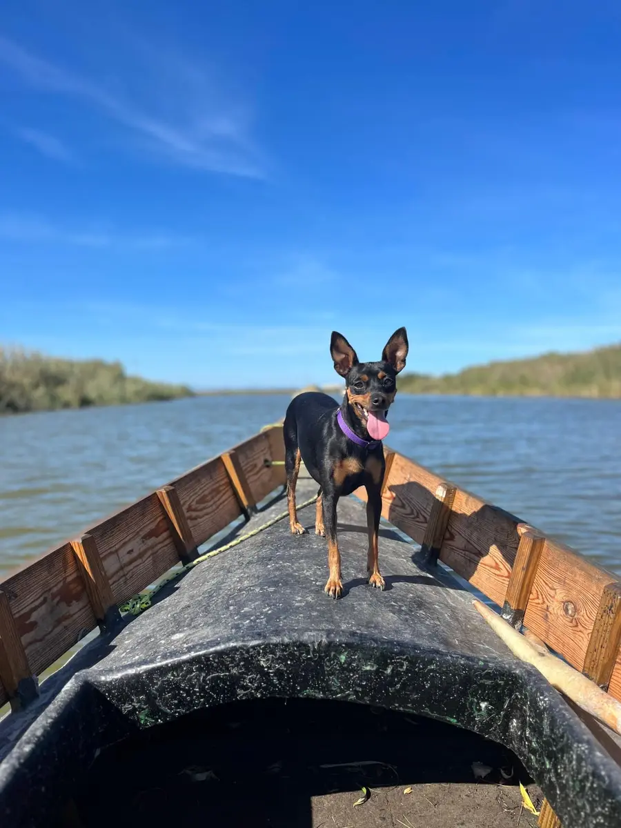Mascota de la familia El Roig en la barca en el lago de la Albufera, El Palmar